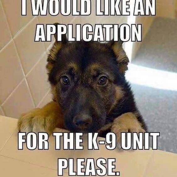 000000000dogmeme01564x564.jpg