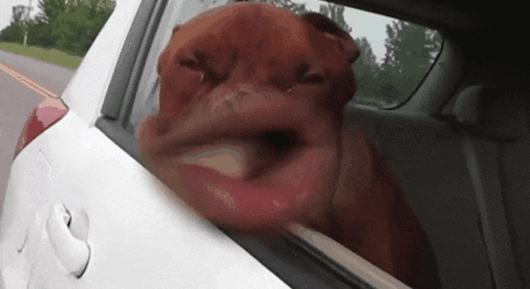 00giphy.gif