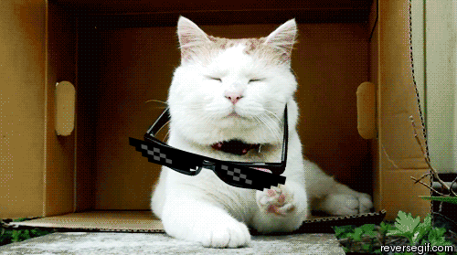 033d4b660d62721ece2a5044286d1556.gif
