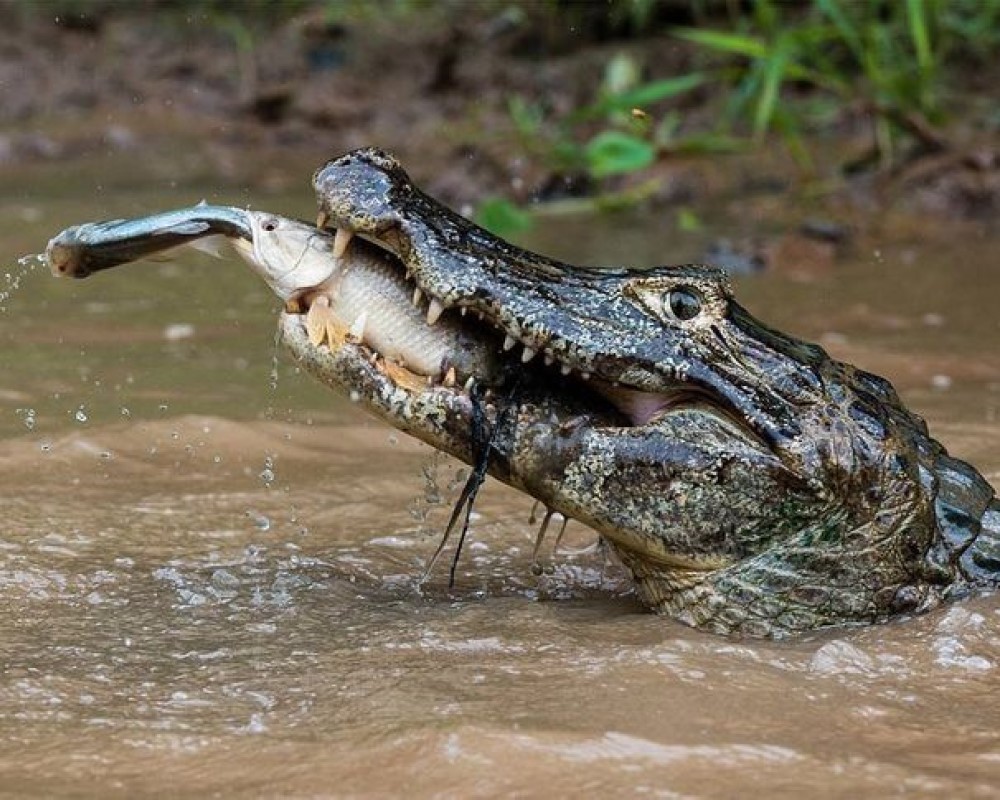 15.-This-cayman-is-catching-a-tiger-fish-that-is-catching-another-fish.jpg