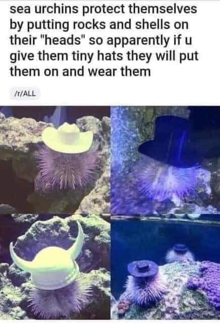 1704677716463.jpeg