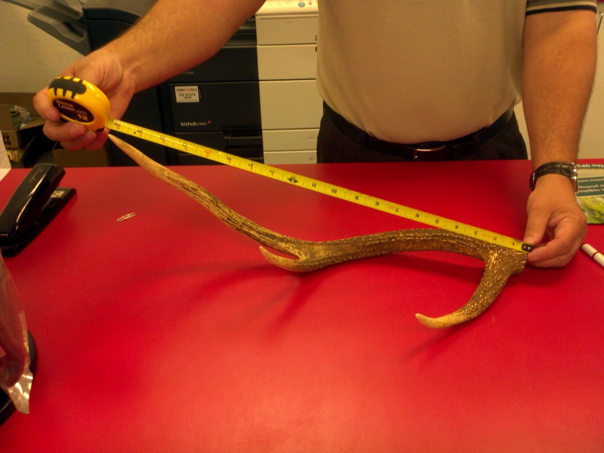 3 Antler .jpg