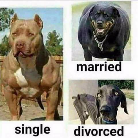 3 dogs.jpg