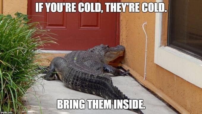 alligator.jpg