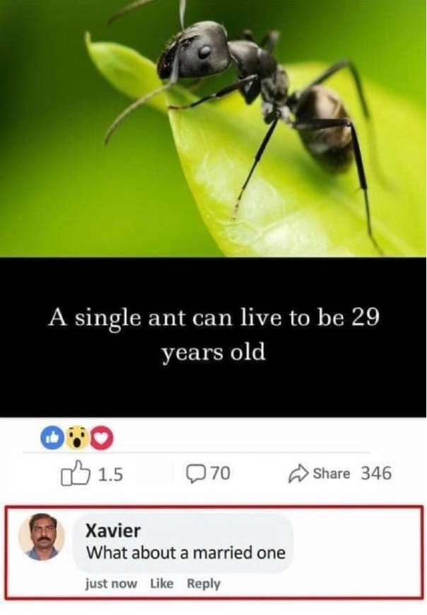 ant.jpg