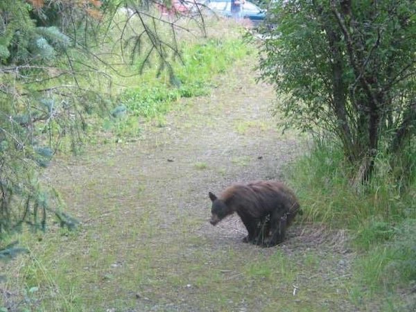 bear.jpeg