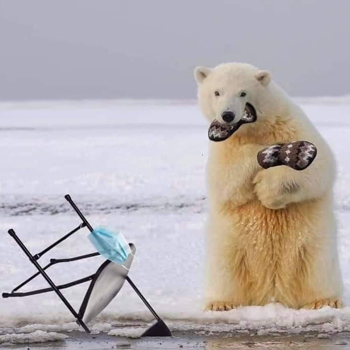 bear.jpg