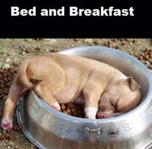 Bed and Breakfast.jpg
