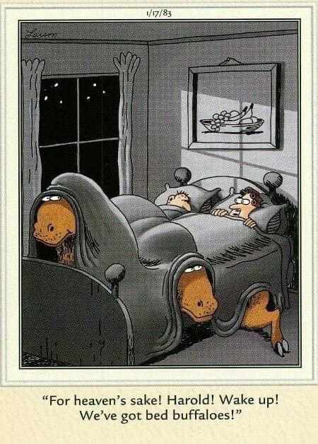 bed buffaloes.jpg