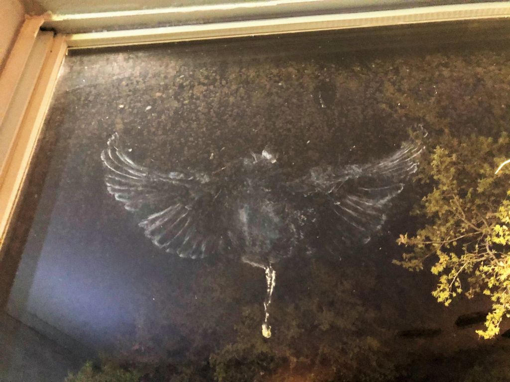 bird.jpg