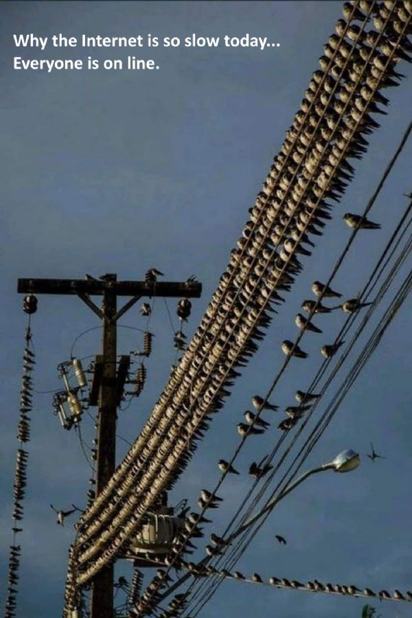 birds.jpg