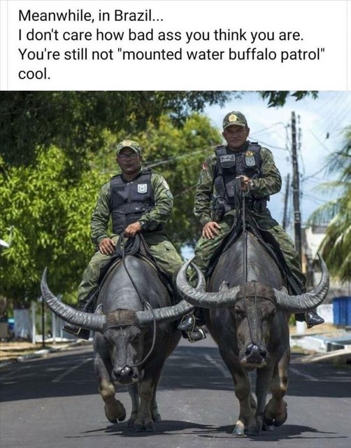 buffalo.jpg