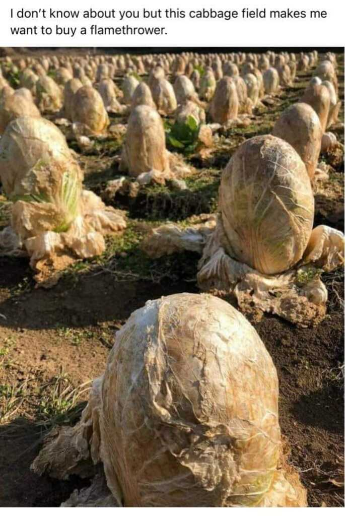 cabbage.png
