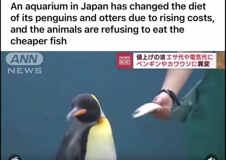 Captdcure.JPG