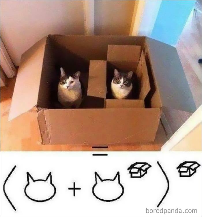 cat algebra.jpg
