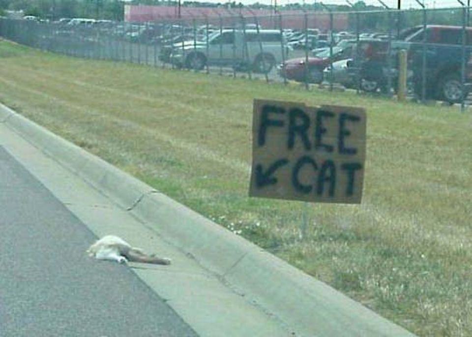 Cat free.jpg