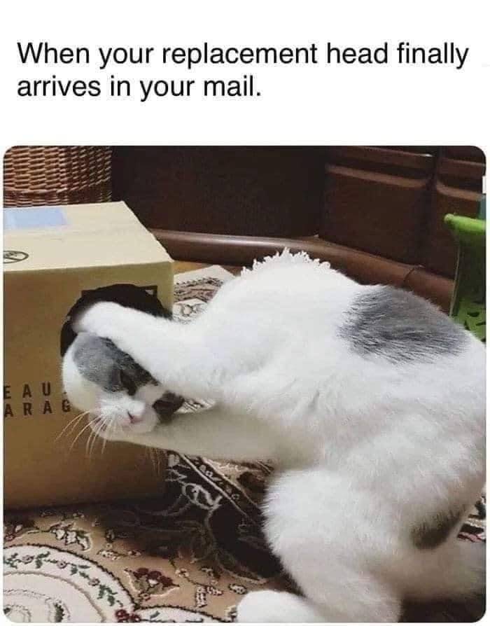 cat head.jpg