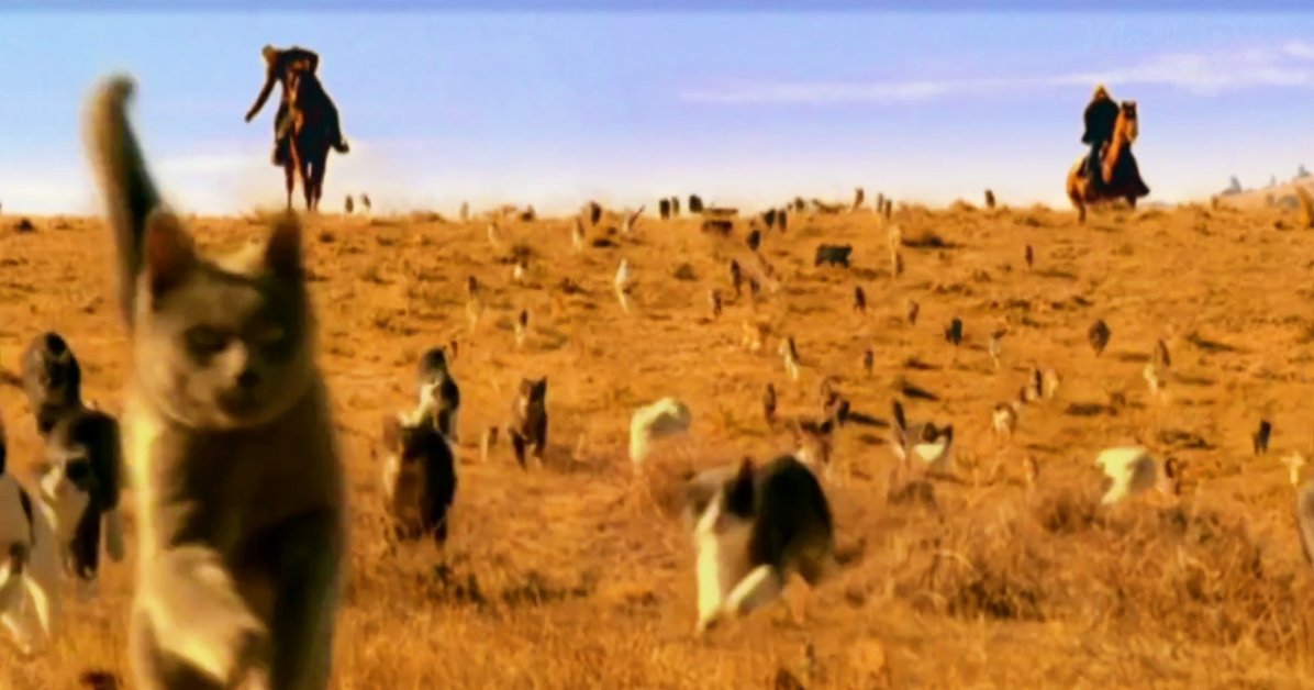 Cat Herding.png
