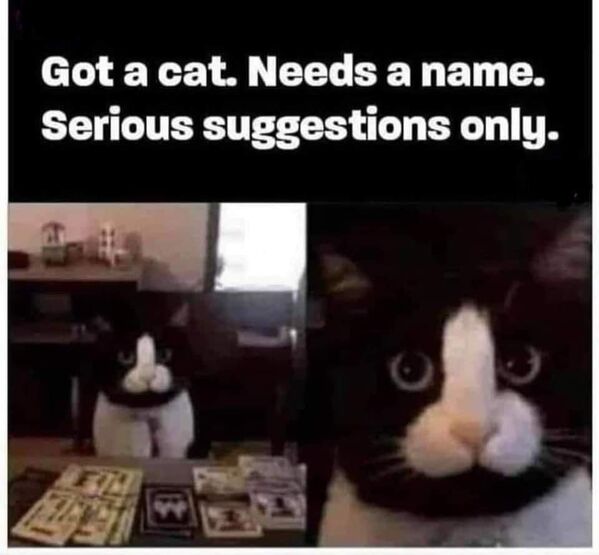 cat.jpeg