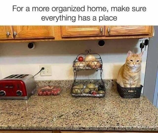 Cat.jpg
