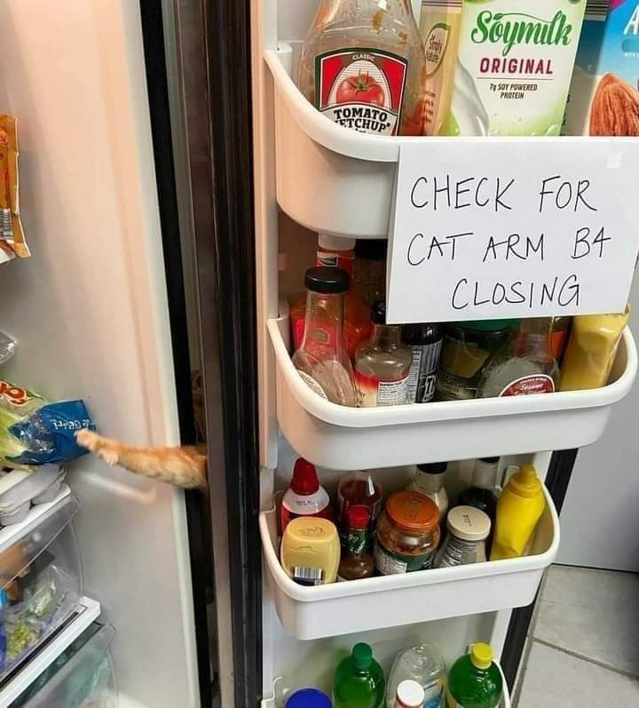 cat.jpg