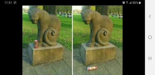 cat.jpg