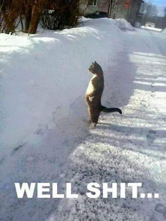 Cat snow.jpg