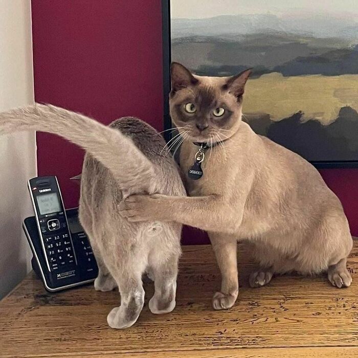 cats.jpg