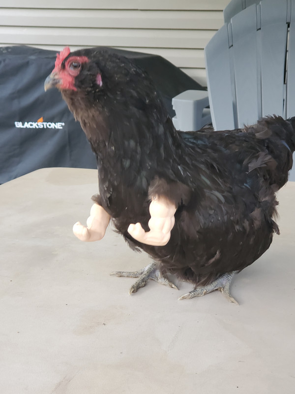 chicken.jpg