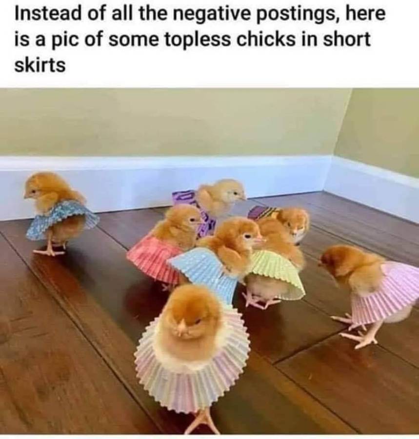 chicks.jpg