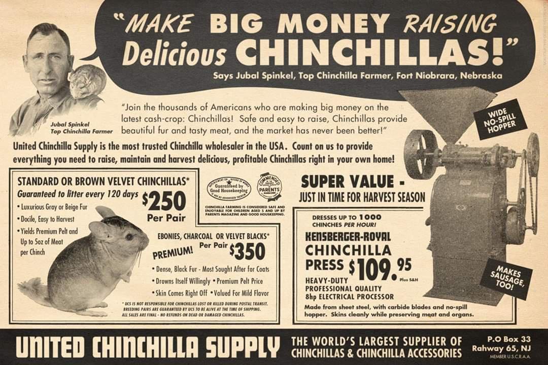 Chinchilla.jpg