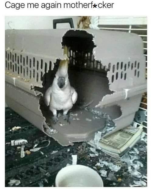 cockatoo.jpg