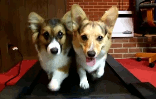 corgis-running-treadmill.gif