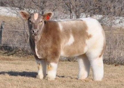 cow.jpg