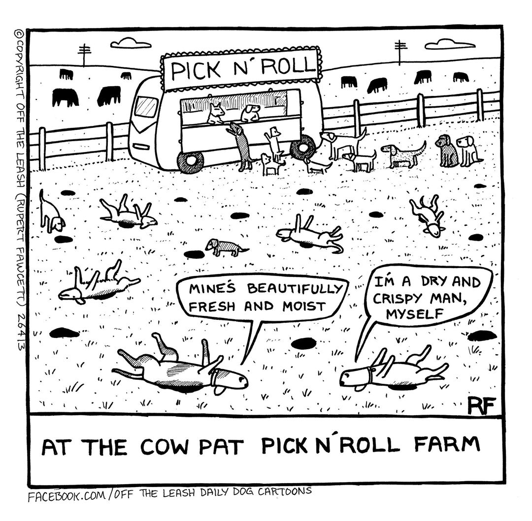 cowpies.jpg cowpies.jpg