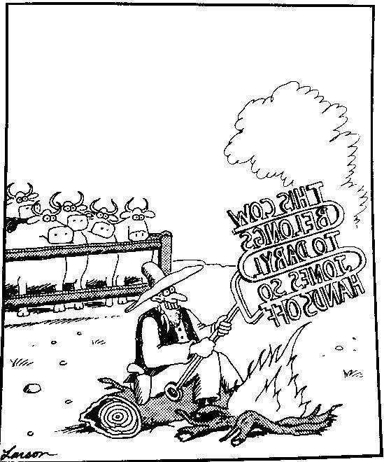 cows.jpg