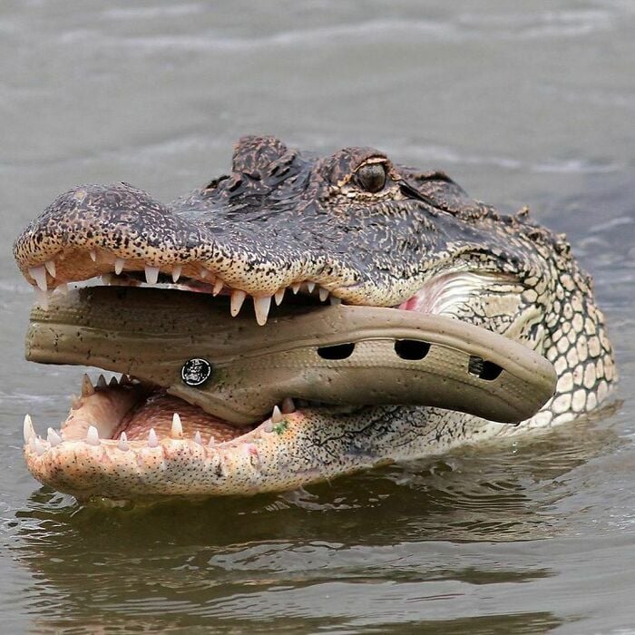 croccroc.jpg