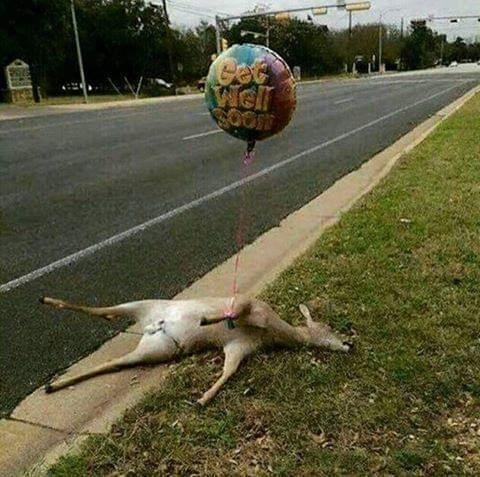 Deer get well soon.jpg