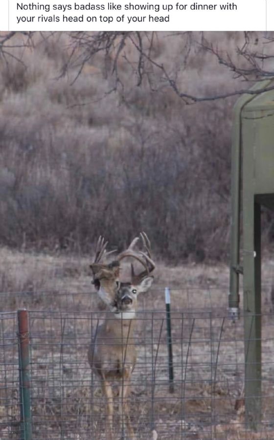 deer head.jpg