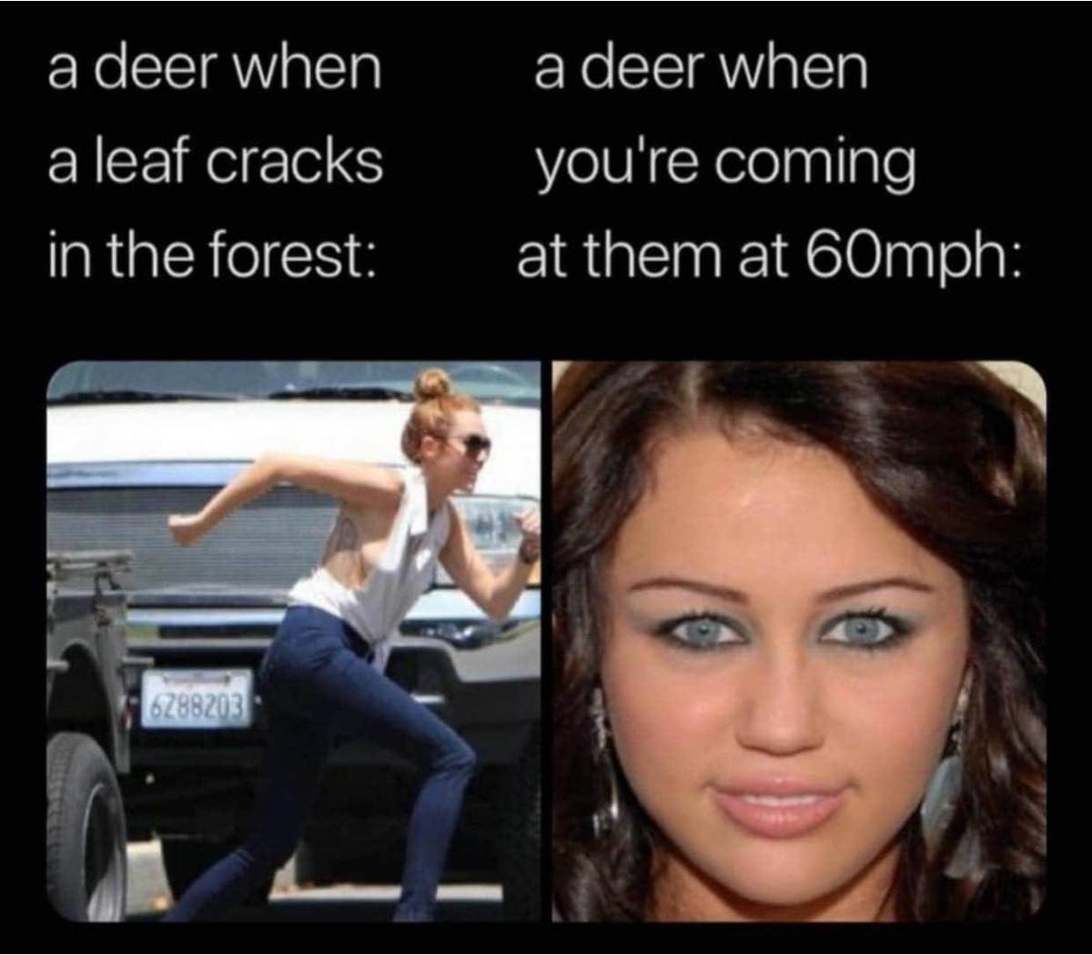 deer.jpg