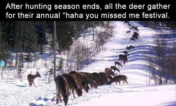 deer.jpg