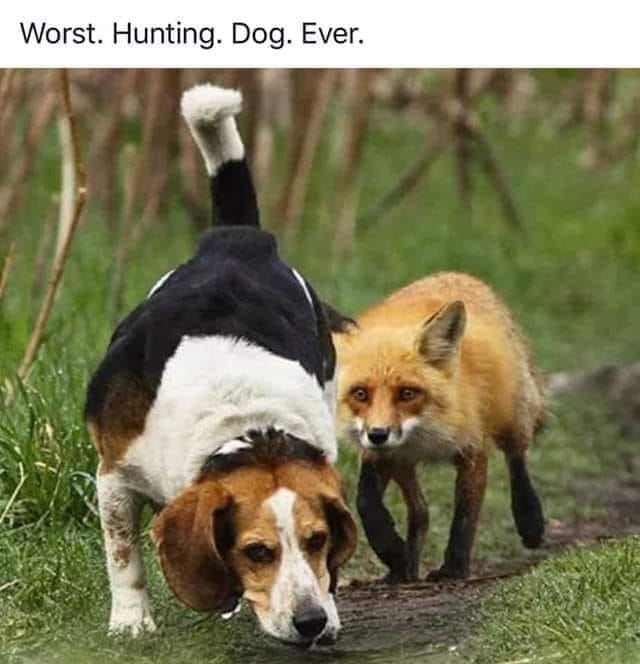 dog and fox.jpg