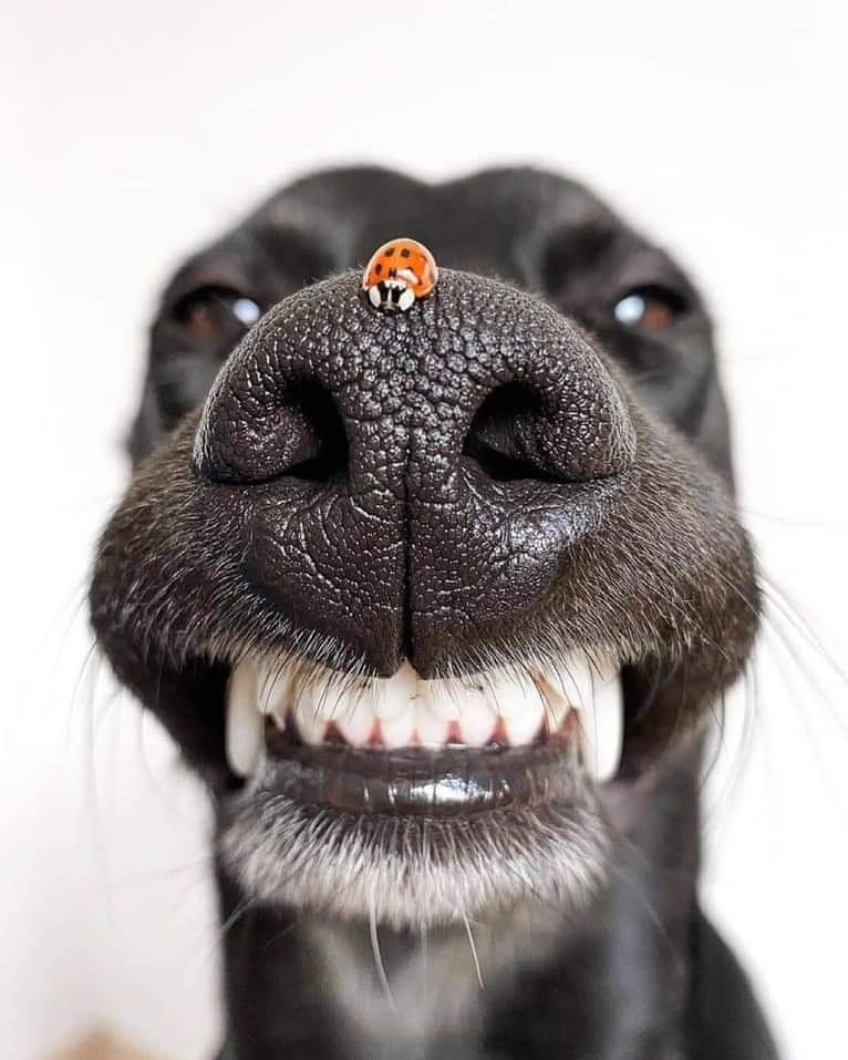 dog and ladybug.jpg