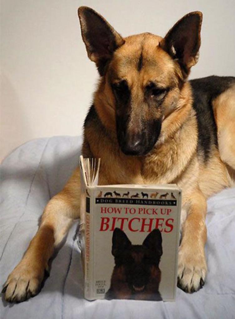 Dog bitches.jpg