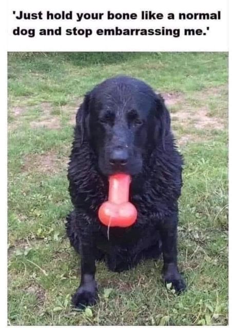 dog bone.jpg