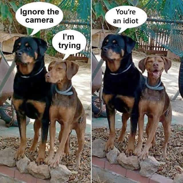 Dog Camera.JPG