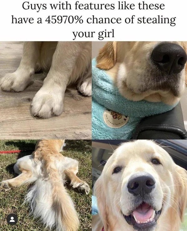 dog-guys-with-features-like-these-have-45970-chance-stealing-girl.jpg