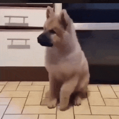 dog-icegif.gif