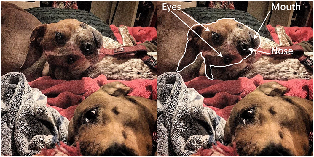 Dog Illusion.jpg