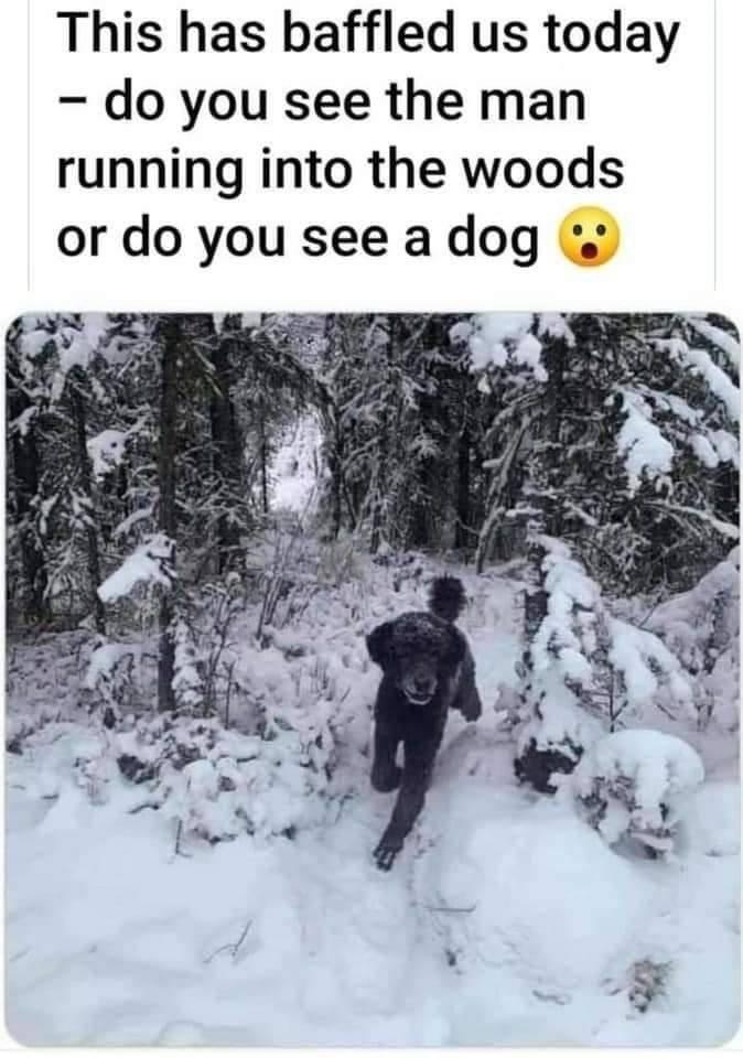 dog.JPG